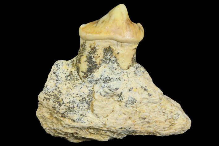 Cave Bear (Ursus) Fossil Jaw Section with Tooth - L'Herm, France #154867